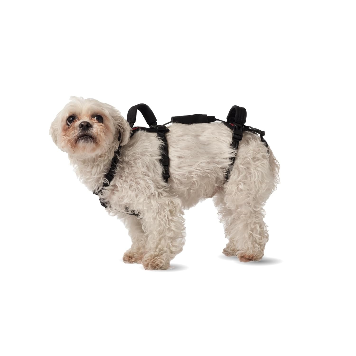 RUFFWEAR Web Master dog harness harness straps and buckles