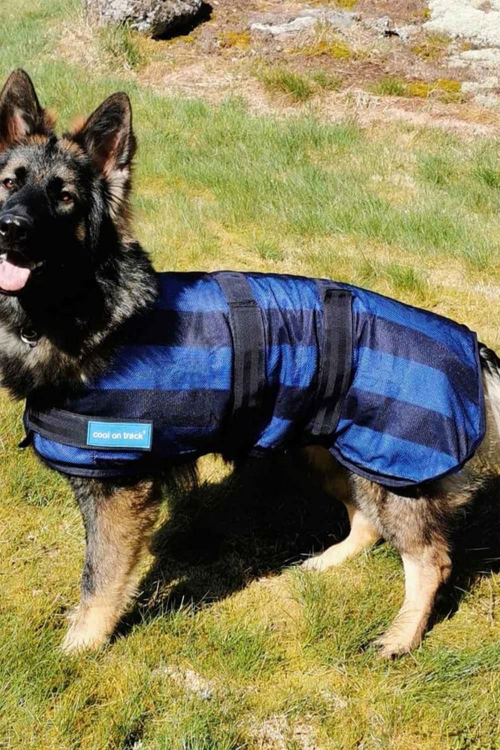 Back on Track Cool on Track Cooling Dog Coat gallery view 2