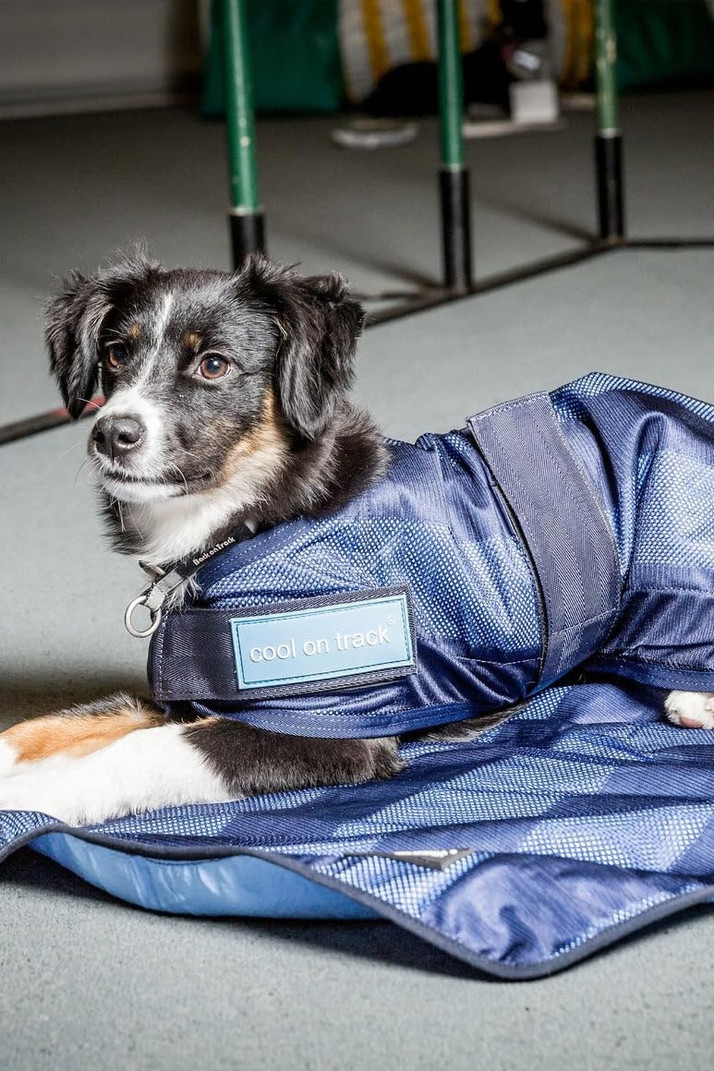 Back on Track Cool on Track Cooling Dog Coat gallery view 3