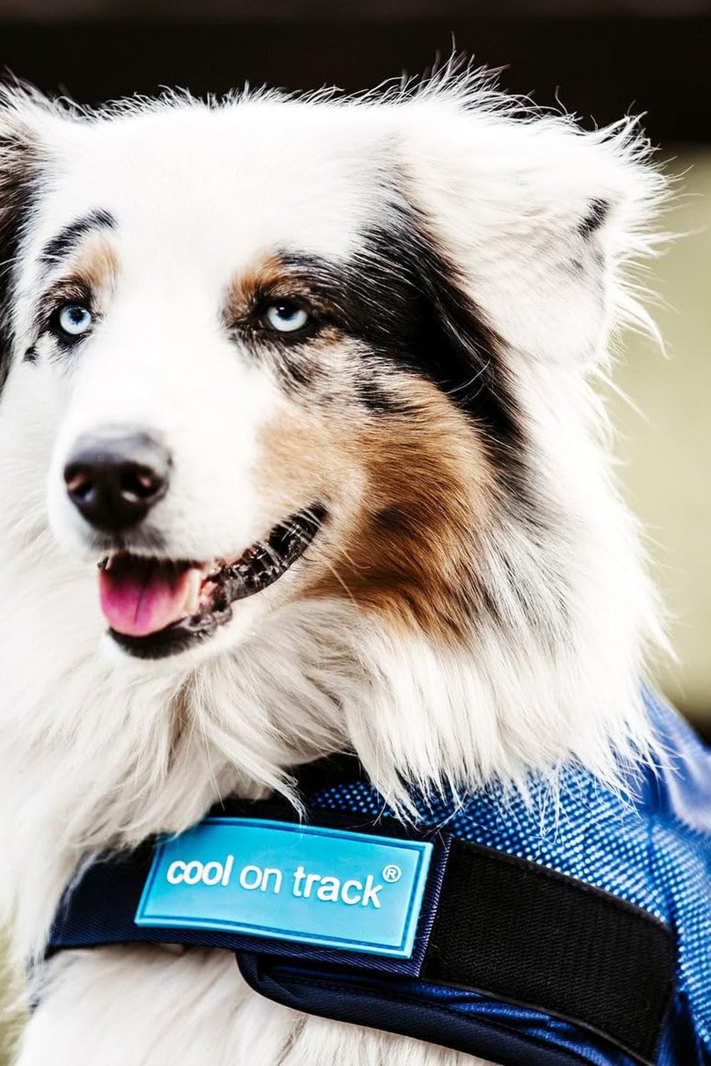 Back on Track Cool on Track Cooling Dog Coat gallery view 4