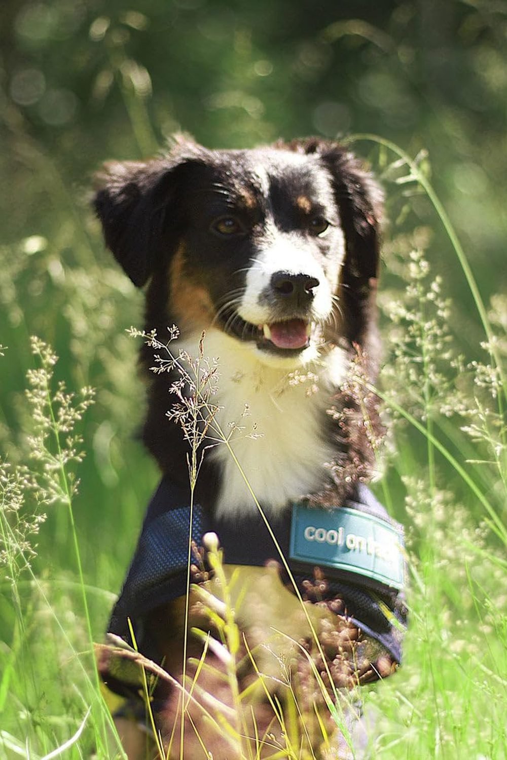 Back on Track Cool on Track Cooling Dog Coat gallery view 5